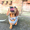 Load image into Gallery viewer, Reflective Lead / Leash - Glow Getter