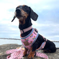 Load image into Gallery viewer, Anti-Rub Harness Designed For Dachshunds - Chasing Rainbows