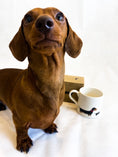 Load image into Gallery viewer, Sausage Dog Box, Dachshund Sweet William Dachshund Mug with Gift Box