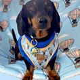 Load image into Gallery viewer, Anti-Rub Sausage Dog Harness - Up Up & Away