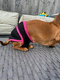 Load image into Gallery viewer, Sausage Dog Box Dog Season Knickers/Pants
