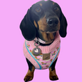 Load image into Gallery viewer, Anti-Rub Harness Designed For Dachshunds - Chasing Rainbows