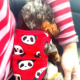Load image into Gallery viewer, Sausage Dog Box Dachshund PJ Jumper - Red Panda