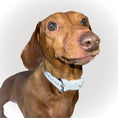 Load image into Gallery viewer, Adjustable Collar - Weiner On Wheels