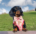 Load image into Gallery viewer, Adjustable Harness - Saucy Sausage