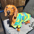 Load image into Gallery viewer, CLEARANCE - Sausage Dog Box Dachshund Hawaiian Shirt - Toucan
