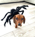 Load image into Gallery viewer, Sausage Dog Box Dachshund Spider Outfit
