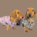 Load image into Gallery viewer, Howdy Cowboy 'Dach-A-Mac' Dachshund Rain Mac In Bag Sausage Dog Box Coat