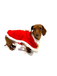 Load image into Gallery viewer, Sausage Dog Box Dachshund Christmas Santa Cape Outfit With Bells