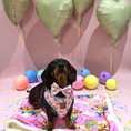 Load image into Gallery viewer, Adjustable Collar - Chasing Rainbows