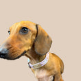 Load image into Gallery viewer, Pink Sophisticated Sausage Dachshund Collar - One Size
