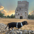 Load image into Gallery viewer, Black and tan dachshund walking beside historic ruins in a Sausage Society DoxieLite harness