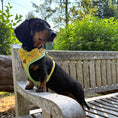 Load image into Gallery viewer, Sicilian Sausage DoxieLite Sausage Dog Anti-Rub Harness