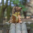 Load image into Gallery viewer, Sicilian Sausage DoxieLite Sausage Dog Anti-Rub Harness