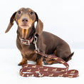 Load image into Gallery viewer, Chocolate and tan dachshund wearing the DoxieFlex Biothane waterproof lead.