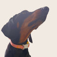 Load image into Gallery viewer, Black and tan dachshund wearing the Tutti Fruitti adjustable collar outdoors