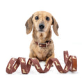 Load image into Gallery viewer, Miniature dachshund wearing the matching DoxieFlex Biothane collar and lead.
