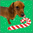 Load image into Gallery viewer, Sausage Dog Box Christmas Candy Cane Rope Toy