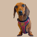 Load image into Gallery viewer, Tart'n Up Anti-Rub Dachshund Harness Red Tartan Sausage Dog Print