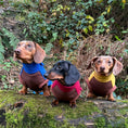 Load image into Gallery viewer, Golden Acorn Waterproof Dachshund Harness Fleece | Sausage Dog Box DoxieDri
