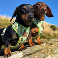 Load image into Gallery viewer, Weenie-Saurus Anti-Rub Dachshund Harness