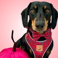 Load image into Gallery viewer, Tart'n Up Anti-Rub Dachshund Harness Red Tartan Sausage Dog Print