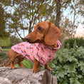 Load image into Gallery viewer, Pink Sophisticated Sausage Long Dog Zipper Dachshund Fleece Jumper / Sweater