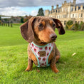 Load image into Gallery viewer, A Dach Of Sweetness Anti-Rub Dachshund Harness - Sausage Dog Box