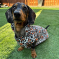 Load image into Gallery viewer, Howdy Cowboy 'Dach-A-Mac' Dachshund Rain Mac In Bag Sausage Dog Box Coat