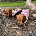 Load image into Gallery viewer, Beige Sophisticated Sausage Sherpa Fleece Dachshund Dog Coats