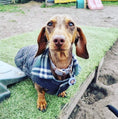 Load image into Gallery viewer, Sausage Dog Box, Dachshund Reversible Plaid Coat Green