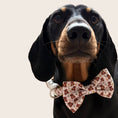 Load image into Gallery viewer, Honey Bear Cute Dachshund Bow Tie