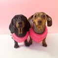 Load image into Gallery viewer, Raspberry Ripple Luxury Cable Knit Dachshund Jumper - Sausage Dog Box