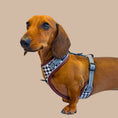 Load image into Gallery viewer, Houndstooth Anti-Rub Dachshund Harness For Sausage Dogs