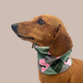 Load image into Gallery viewer, Pink Rosewood Argyle Dachshund Dog Snood