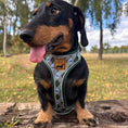 Load image into Gallery viewer, Blue Highland Argyle Dachshund Dog Harness