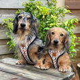 Load image into Gallery viewer, Anti-Rub Dachshund Harness - Weiner On Wheels