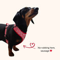 Load image into Gallery viewer, Red Houndstooth DoxieLite Dachshund Harness
