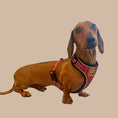 Load image into Gallery viewer, Tart'n Up Anti-Rub Dachshund Harness Red Tartan Sausage Dog Print