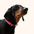 Load image into Gallery viewer, Red Houndstooth Dachshund Collar