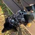 Load image into Gallery viewer, Black Twilight Doxie Dachshund Dog Snood