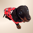 Load image into Gallery viewer, ‘Red Panda’ Sausage Dog Box Puppy Pj Jumper