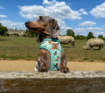 Load image into Gallery viewer, Sniffari Dachshund Anti-Rub Harness