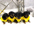 Load image into Gallery viewer, Sausage Dog Box, Dachshund Yellow Bear Fleece PJ's/Jumper