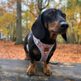 Load image into Gallery viewer, Frosty Sausages DoxieLite Anti-Rub Christmas Dachshund Harness