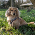 Load image into Gallery viewer, Houndstooth Anti-Rub Dachshund Harness For Sausage Dogs