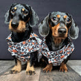 Load image into Gallery viewer, Howdy Cowboy 'Dach-A-Mac' Dachshund Rain Mac In Bag Sausage Dog Box Coat