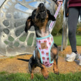 Load image into Gallery viewer, A Dach Of Sweetness Anti-Rub Dachshund Harness - Sausage Dog Box