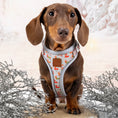 Load image into Gallery viewer, Frosty Sausages DoxieLite Anti-Rub Christmas Dachshund Harness