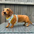 Load image into Gallery viewer, Duck-Hound Anti-Rub Dachshund Harness